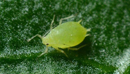 purificateur d'air acarien