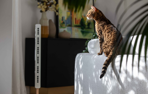 approche émergente alimentation anti-Fel d 1 réduire allergènes chat