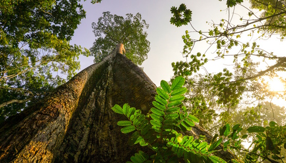 forêts