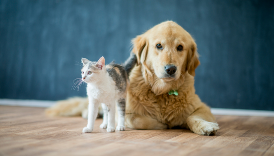 animals dog cat air quality