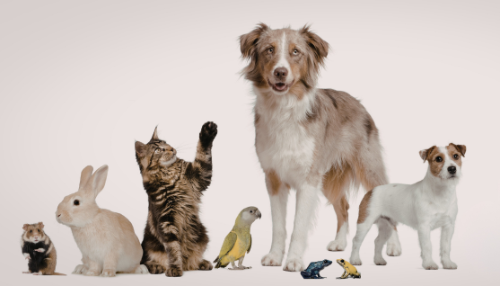 animals dog cat air quality