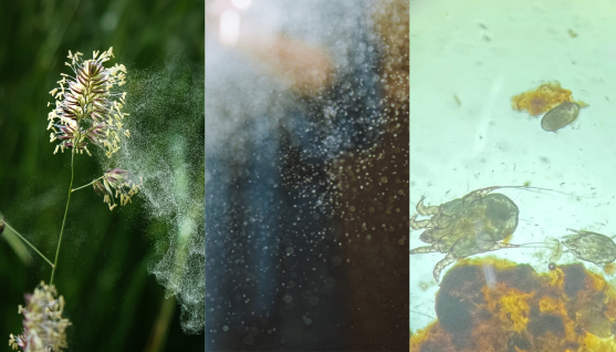 pollen dust mites distinguish