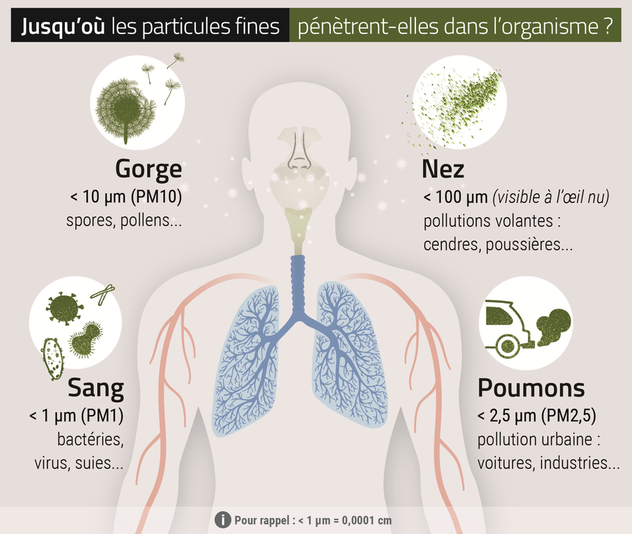 Diamètre des différentes particules polluantes