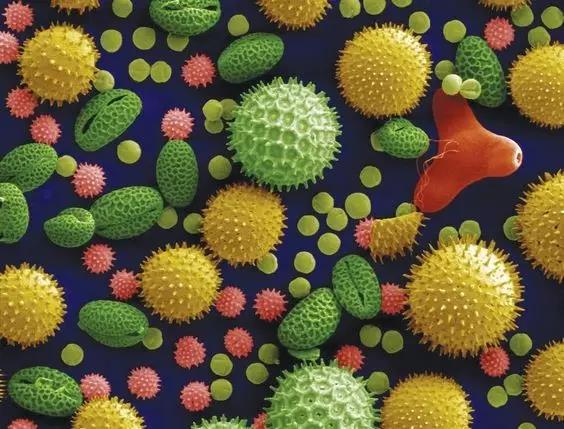 pollens particle